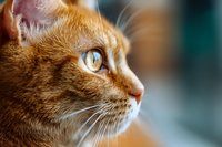 Close-up profile of orange tabby cat with striking amber eyes and detailed whiskers against soft blurred background for pet photography and feline content.