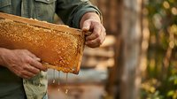 Beekeeper holding honeycomb frame with dripping honey, showcasing apiary work and honey production for agricultural and food industry content.