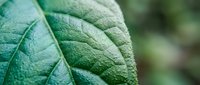 Macro close-up of fresh green leaf with detailed vein texture and natural surface patterns, suitable for botanical, nature, and environmental design projects.