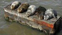Harbor seals resting on floating dock in coastal waters, perfect for wildlife conservation, marine life, and environmental protection concepts. Natural behavior shows group dynamics.