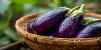 Fresh purple eggplants with water droplets in wicker basket against blurred green background, showcasing organic farm harvest.