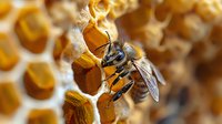 Macro shot of honey bee collecting nectar on golden honeycomb cells in beehive, showing detailed wings and body structure in warm natural lighting.