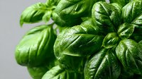 Fresh green basil leaves with water droplets on neutral background for culinary and cooking projects.