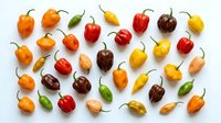 Colorful hot chili peppers collection arranged on white background. Variety of spicy peppers in red, yellow, orange, green and brown colors isolated.