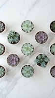 Collection of small potted succulents arranged on white marble surface, overhead view of various echeveria and jade plants in terracotta pots for home decor.