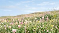 Wild meadow with pink clover flowers and grass on rolling hills under blue sky. Natural countryside landscape for spring summer backgrounds.