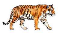 Tiger walking in profile with orange and black stripes, isolated on white background. Suitable for wildlife education, children's books, logos, and design projects.