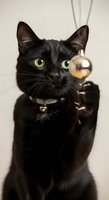 Black cat with striking green eyes holding a gold Christmas ornament, wearing a collar with bell. Festive holiday pet portrait against neutral background for seasonal greeting cards and decorations.