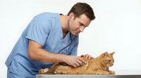 Young Caucasian male veterinarian in blue scrubs examining orange tabby cat on table. Professional pet healthcare and medical checkup concept.