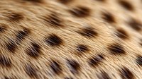 Close-up of cheetah fur texture showing tan background with distinctive dark brown spots, useful for wildlife and nature design projects.