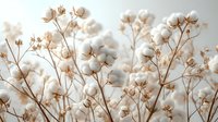 Dried cotton plant stems with fluffy white bolls and brown seed pods on neutral background, suitable for home decor, botanical design, and natural texture projects.