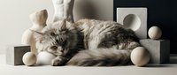 Adorable tabby kitten sleeping peacefully among modern geometric shapes and spheres in minimalist studio setting for pet care and home decor concepts.