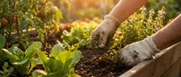 Gardener hands in gloves planting seedlings in rich soil with warm sunlight filtering through organic vegetable garden for sustainable farming and cultivation.