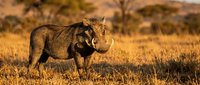 Wild warthog standing in golden savanna grassland during sunset with acacia trees in background, African wildlife safari scene for nature photography.