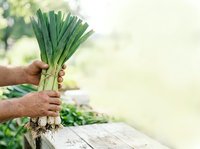 Fresh green leeks held in hands with soil, harvested vegetables for cooking and organic farming concepts.