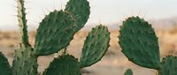 Prickly pear cactus with green paddles and sharp spines in arid desert landscape during golden hour, suitable for nature and botanical designs.