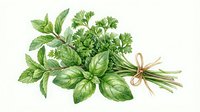 Fresh basil and parsley herbs bundle tied with twine, isolated on white background for culinary, cooking, and recipe design projects.