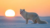 Arctic fox in white winter coat standing on snow during golden hour sunset with warm orange sky background creating serene wildlife scene.