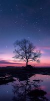 Lone tree silhouette reflected in still water at twilight with starry night sky and purple-pink sunset colors creating magical nature landscape atmosphere.