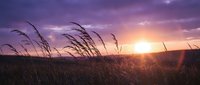 Tall grass swaying in gentle breeze during golden hour sunset with dramatic purple and pink sky creating peaceful countryside landscape scene.