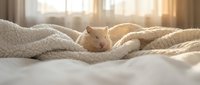 Adorable orange tabby cat sleeping peacefully on cozy white bedding in warm sunlit bedroom. Perfect for pet care, comfort, relaxation and home decor concepts.