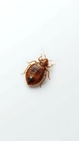 Isolated brown bed bug specimen on white background, suitable for pest control, educational, and medical illustration materials.