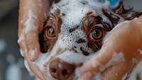 Close up of Australian Shepherd dog face with soap suds during bath time, showing bright blue eyes and wet fur while being washed by caring hands.