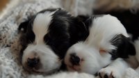 Two adorable black and white puppy siblings sleeping close together on soft textured blanket, showcasing their tiny noses and peaceful expressions.