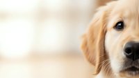 Golden retriever puppy close-up portrait with soft focus background for pet care and animal wellness concepts.