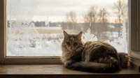 Tabby cat resting on windowsill gazing outdoors at snowy winter landscape with frozen lake and bare trees visible through frosted glass pane.