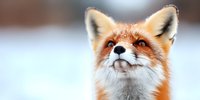 Red fox portrait with upward gaze against blurred winter background, showing detailed facial features, pointed ears, and distinctive orange fur in close-up view.