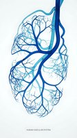 Human vascular system anatomical illustration with branching blood vessels in blue tones on white background for medical education and healthcare design.