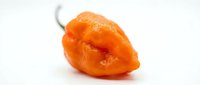 Orange habanero pepper isolated on white background, fresh spicy chili ingredient for cooking and culinary design projects.