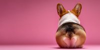 Corgi dog rear view with heart-shaped fur pattern on pink background, showing distinctive breed characteristics.