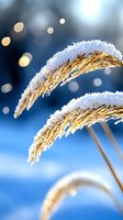 Frost covered golden wheat stalks against blue winter sky with soft bokeh lights, creating magical seasonal atmosphere for nature and winter designs.