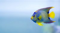 Colorful tropical fish with blue, yellow, and purple markings swimming in clear water, suitable for marine life, aquarium, and nature content.
