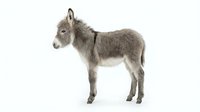 Young gray donkey foal standing in profile on white background, isolated farm animal perfect for educational materials and design projects.