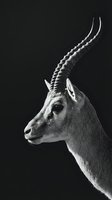 Elegant impala antelope portrait in dramatic black and white lighting showcasing curved horns and graceful profile against dark background.