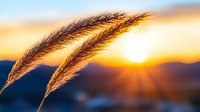 Golden wheat stalks silhouetted against vibrant orange sunset sky with sun rays breaking through mountains, creating atmospheric nature landscape at dusk.