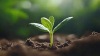 Young green seedling growing from fertile soil with natural bokeh background, symbolizing new beginnings, growth, and environmental sustainability.