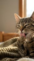 Adorable tabby cat with tongue out grooming paw in cozy home interior with warm natural lighting creating peaceful domestic atmosphere.