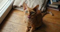 Orange tabby cat with green eyes sitting on wooden floor licking lips in cozy home interior with natural window light and knitted blanket background.