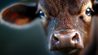 Close up portrait of brown cow face showing wet nose and deep blue eyes against dark background, dramatic lighting highlights facial features and expression.