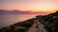 Coastal hiking trail winds through wildflower-covered cliffs overlooking serene ocean at golden hour sunset, perfect for travel and nature backgrounds.