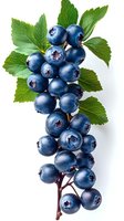 Fresh ripe blueberries branch with green leaves isolated on white background. Natural organic berries macro photography for healthy food concept.