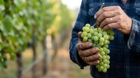 Mature male farmer with weathered hands holding fresh green grapes in vineyard during harvest season. Agricultural produce and winemaking concept.