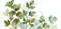 Watercolor botanical illustration of green herb leaves and stems on white background for culinary and natural design projects.