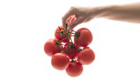 Hand holding fresh red cherry tomatoes on vine isolated on white background for healthy cooking and organic food concepts.
