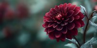 Deep burgundy dahlia flower in full bloom with layered petals against soft blurred green background, creating moody atmospheric garden scene.