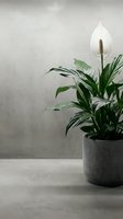 Peace lily houseplant with white flower in modern gray pot against minimalist concrete wall background for home decor and interior design projects.